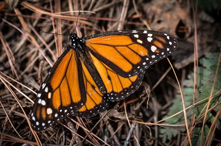 Close-up of a monarch butterfly on fallen brown pine needles. Its wings are orange, outlined in black, with white spots.