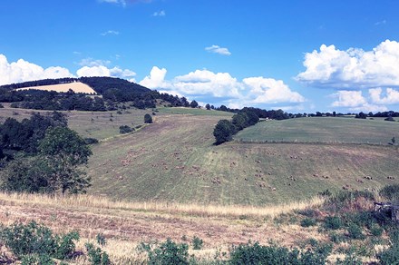 Rolling hills and grazing sheep: the view from the barn at the Ferme Seguin.