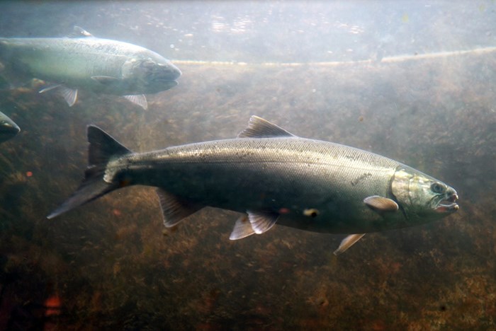 The Right to Salmon: “Fish-Ins” and a Tradition of Activism in the Pacific Northwest