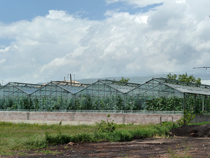 Large greenhouses now allow farmers in Voskevaz to grow strawberries out of season, and the reputation of their fruit has grown so highly that vendors in Yerevan may falsely claim the fruit’s origin. Photo by Diana N'Diaye, Smithsonian