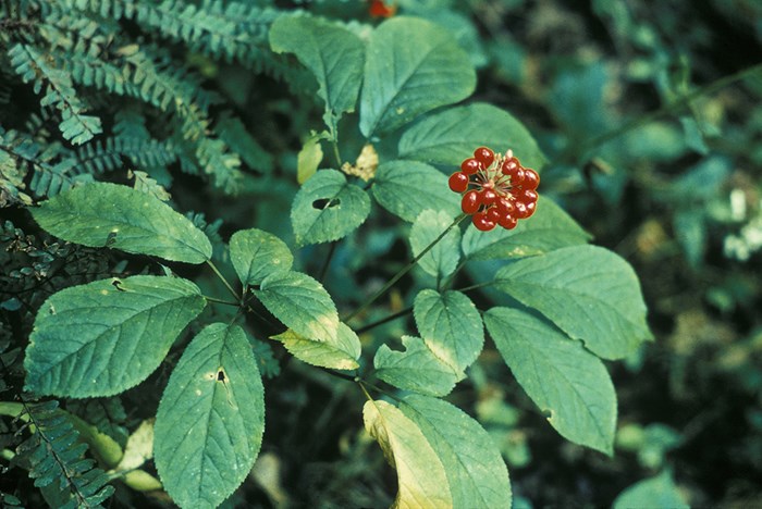 The Mysterious Powers of American Ginseng