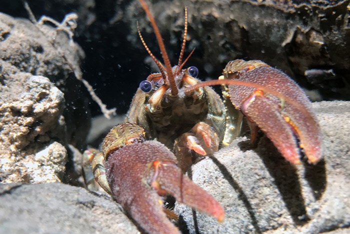 The White-Clawed Crayfish of the Vall d’en Bas