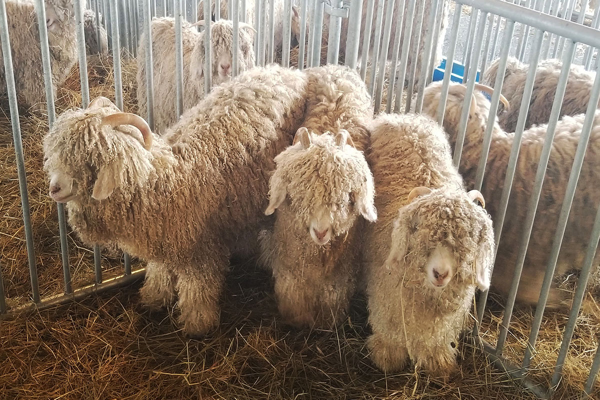 Three stout, white, long-haired goats in the corner of a pen.