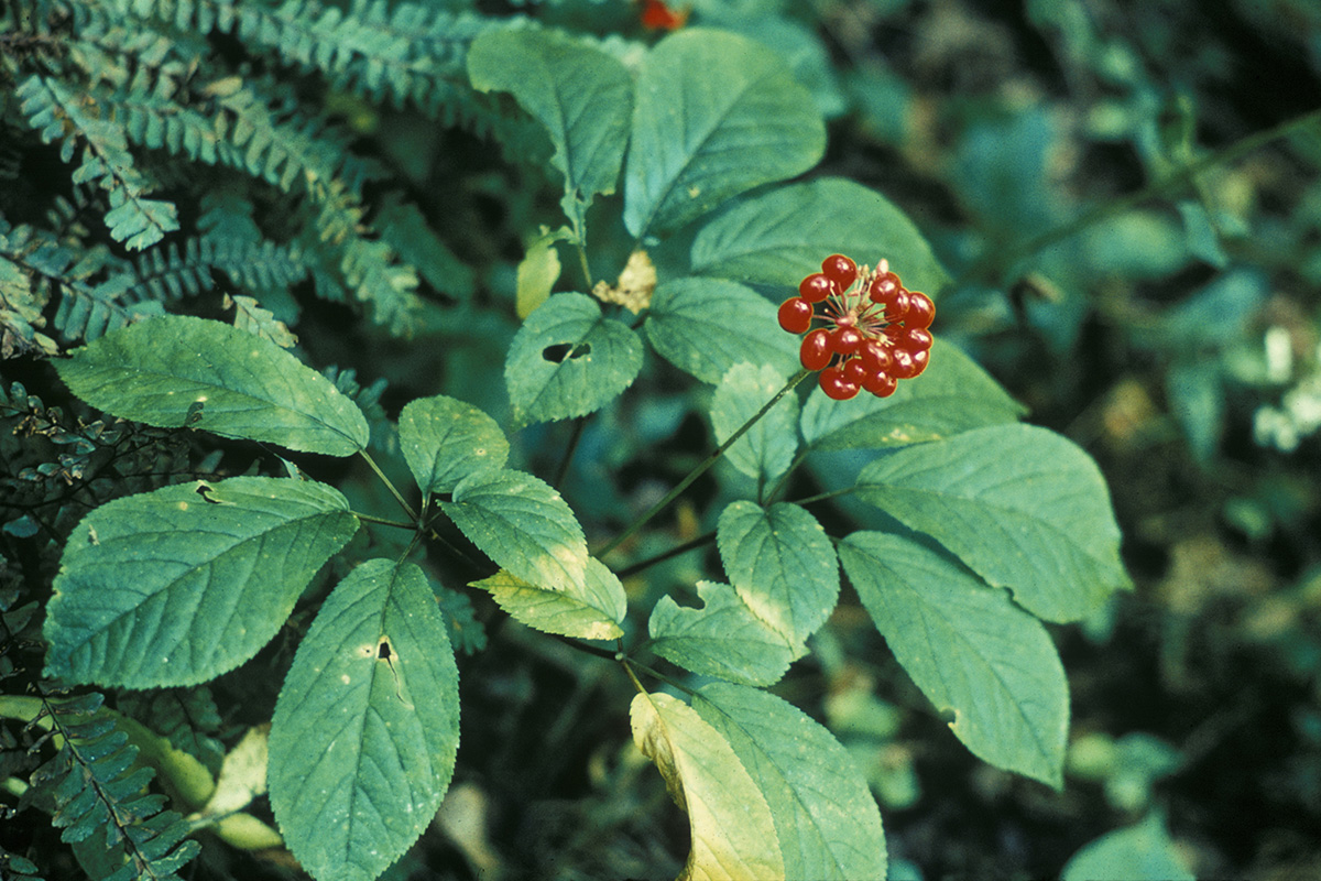  American ginseng (Panax quinquefolius)