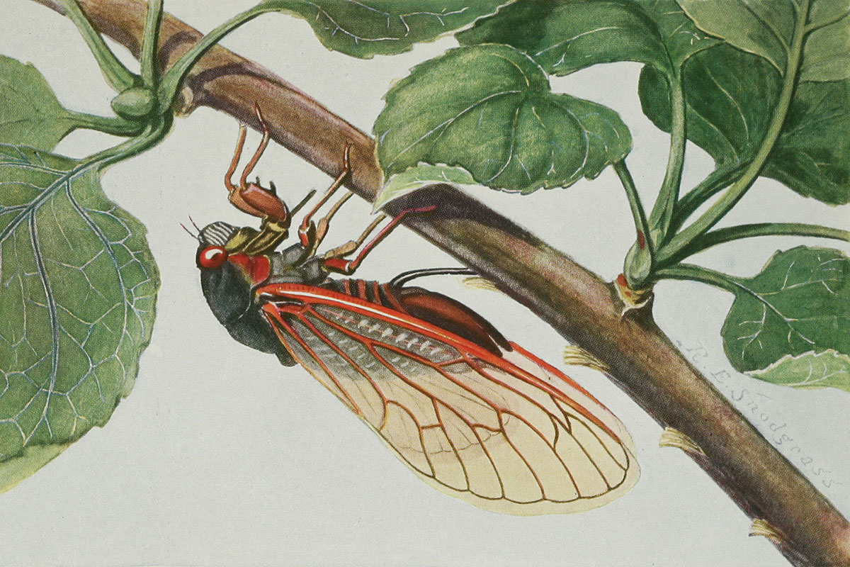 Detailed color illustration of a cicada with red eyes and orange-lined wings hanging upside down from a tree branch.