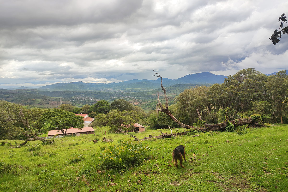 A green hillside, looking toward red-topped farm buildings and, further, a valley and blue mountains, under a cloudy sky. A dog sniffs around in the foreground.