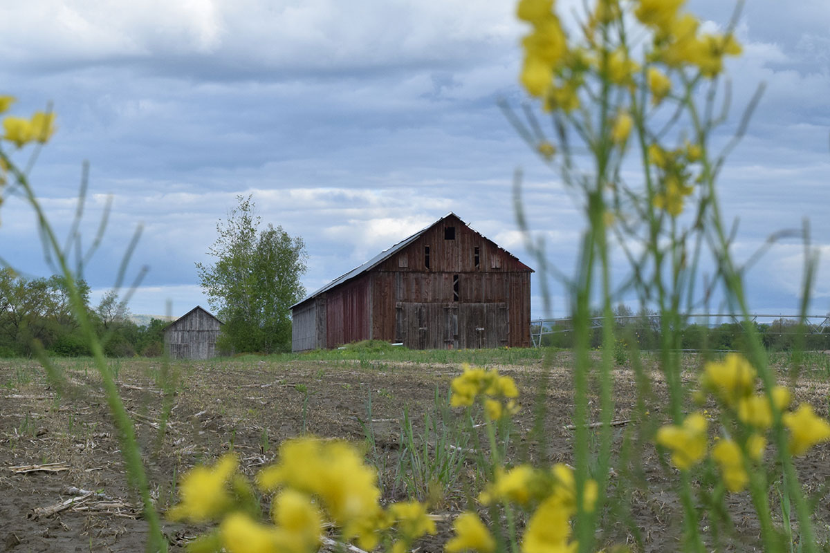 Two decrepit wooden barns in a field, framed by yellow-flowering plants in the foreground.