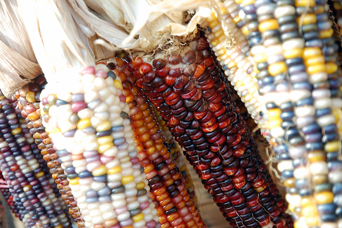 Closeup of ears of corn in various hues—red, black, yellow, white, orange, pink.