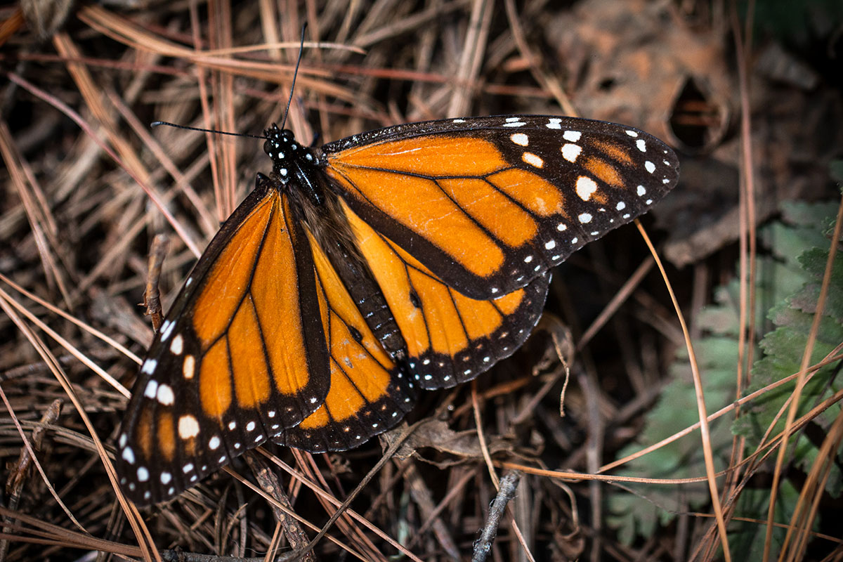 Close-up of a monarch butterfly on fallen brown pine needles. Its wings are orange, outlined in black, with white spots.