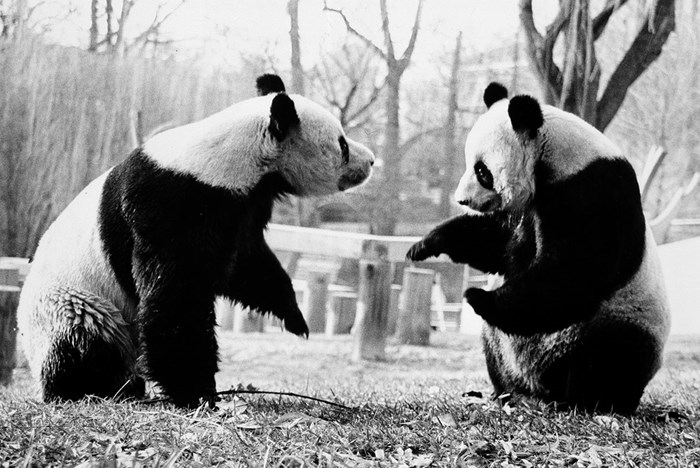 Where’d You Get Those Eyes? <br>The Folklore of Pandas