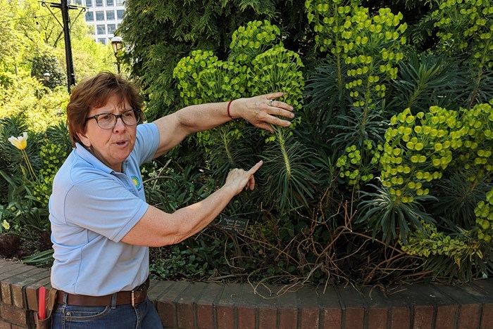 Take a Tour with the “Hort-Nerd” of Smithsonian’s Ripley Garden